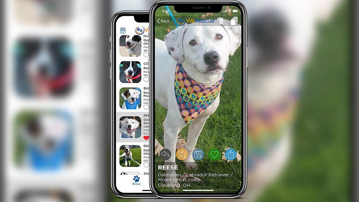 1WeRescue%20%E2%80%93%20Adopt%20a%20Pet